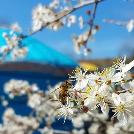 Caloroczne Jurty Mongolskie - 