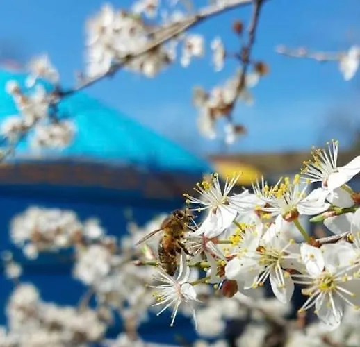 Caloroczne Jurty Mongolskie - 